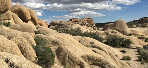 Joshua Tree